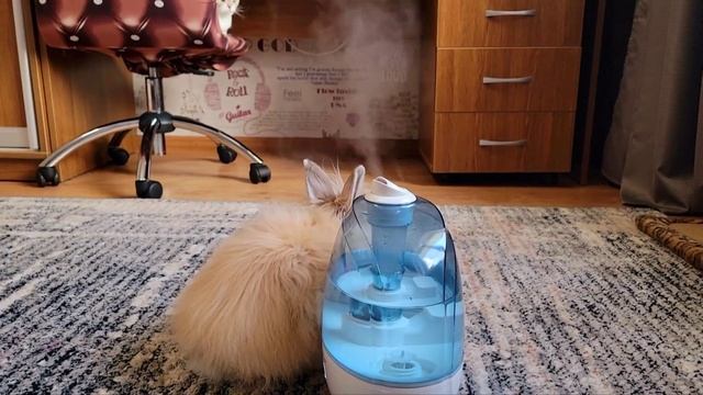 Реакция Кролика, Кота и Котёнка на увлажнитель воздуха смотреть онлайн