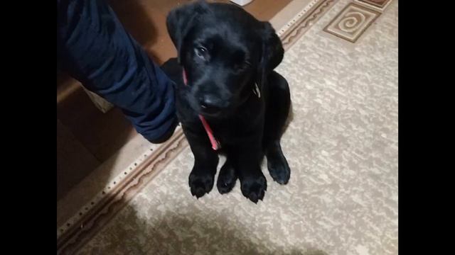 История собаки смотреть онлайн