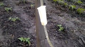 Капельный полив. Из капельницы.