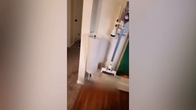 Приколы с котами! С ОЗВУЧКОЙ! Смешные Коты! Самые смешные животные! смотреть онлайн