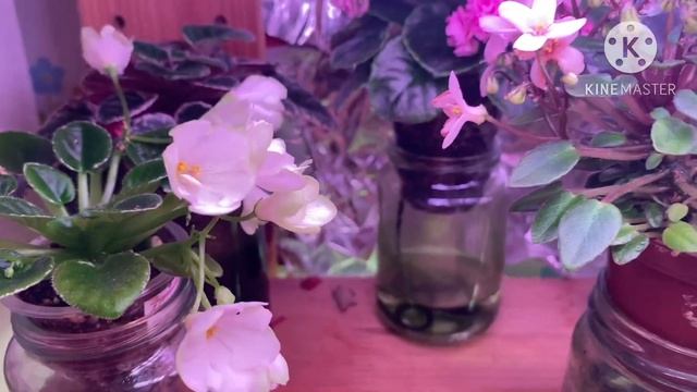 Обзор стеллажа с фиалками в конце июня 2023. смотреть онлайн