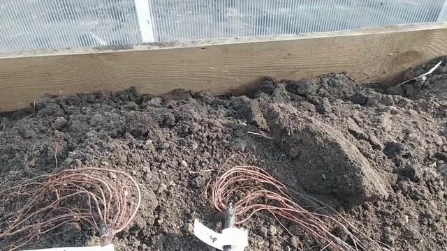 Посадка винограда в теплицу смотреть онлайн