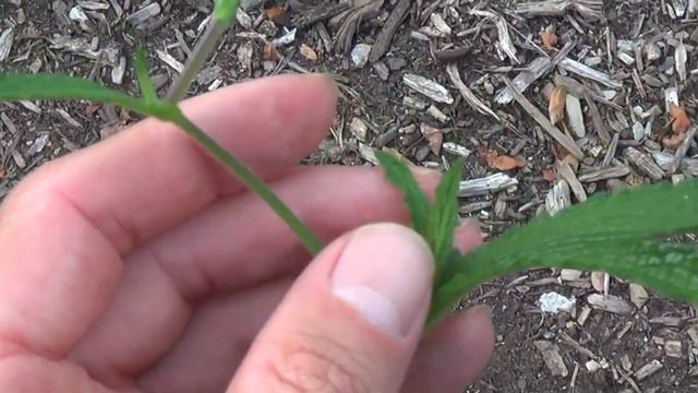 Mutant Conjoined Leaf Verbena bonariensis 7-16-2017 | The Mutant Botanical Garden смотреть онлайн