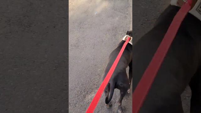 THE FIGHTING DOGS SELECTION - PITBULL SELECTION #gamedogs #apbt #gameness