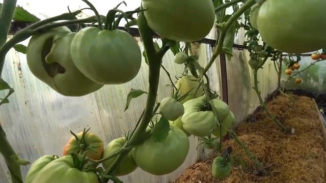 Томат ВОЛОВЬЕ СЕРДЦЕ от Удачных семян вкусный урожайный проверенный Tomato COW'S HEART смотреть онлайн