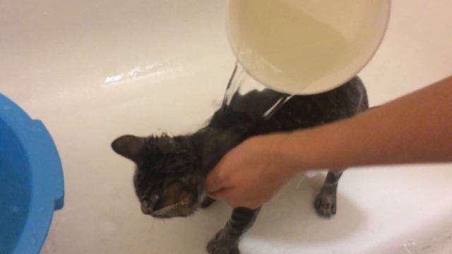 European Shorthair Sid bathes / Европейская короткошерстная Сид купается смотреть онлайн