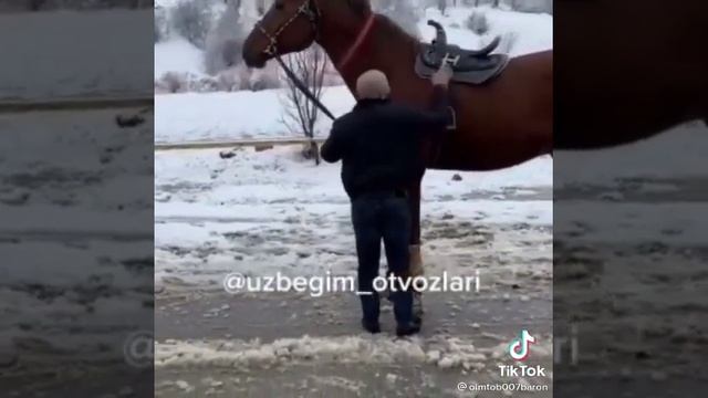 самый большой лошадь ноокат ? смотреть онлайн