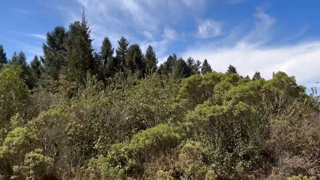 БАБОЧКИ МОНАРХ | МЕКСИКА | MARIPOSA MONARCA | MEXICO
