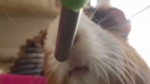 Хомяк или морская свинка?| Кого лучше завести?| СВИНКИ С МОРЯ