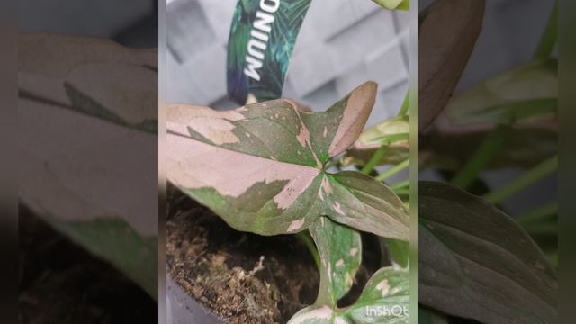 Syngonium Podophyllum Red Spot