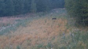 Охота на медведя на овсах 2022.