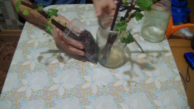 Результаты укоренения черенков ВИНОГРАДА на ВОДЕ и КОКОСЕ.На 25 день. смотреть онлайн