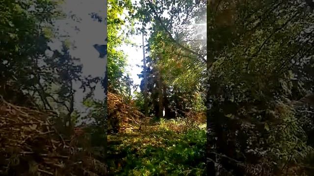 2x Picea Abies raie смотреть онлайн