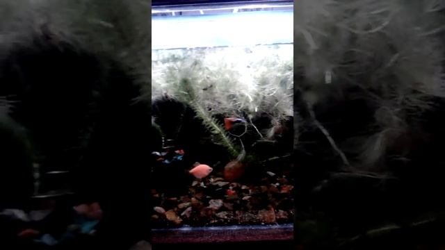 Роголистник в аквариуме#аквариумные растения смотреть онлайн