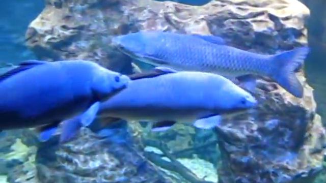 Океанариум Крокус сити в Москве 14 07 2018 смотреть онлайн