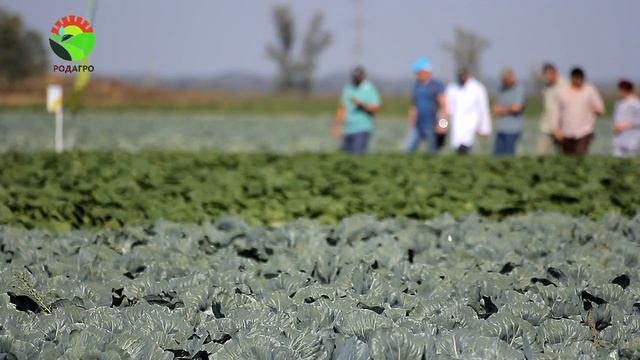 Фульвитал Плюс и капуста. Александра Черкашина смотреть онлайн