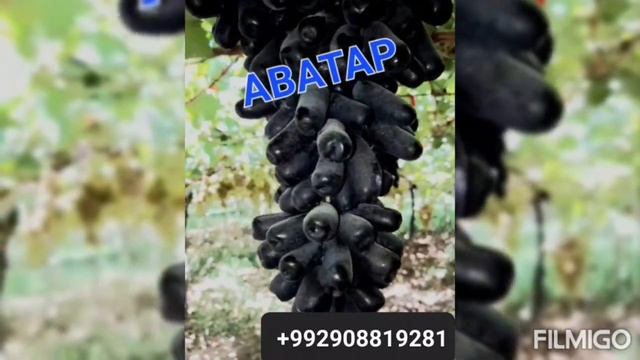 кишмиши Аватар смотреть онлайн