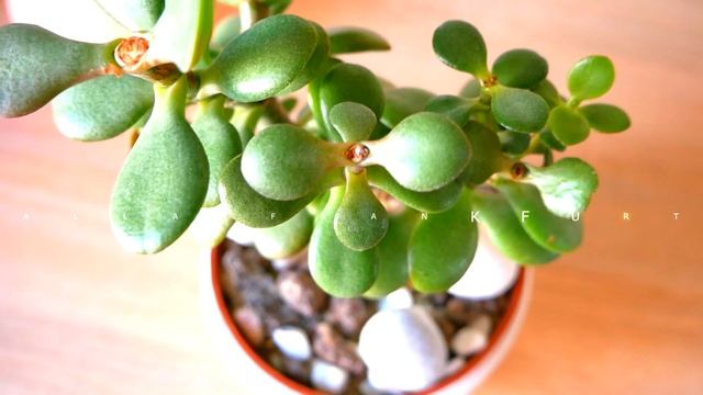 Толстянки ХОББИТ и ДРЕВОВИДНАЯ. Какие Различия в уходе смотреть онлайн