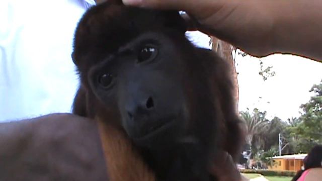Institucional Palma Vino 2016 смотреть онлайн