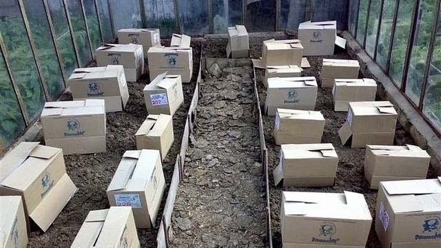 Как уберечь рассаду в теплице от возвратных заморозков смотреть онлайн