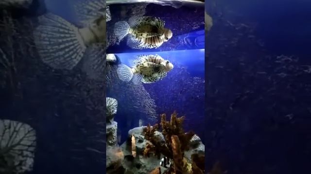 спинорог и рыба зебра в аквариуме смотреть онлайн