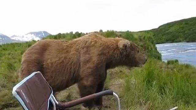 Медведь пришел к рыбаку на Аляске смотреть онлайн