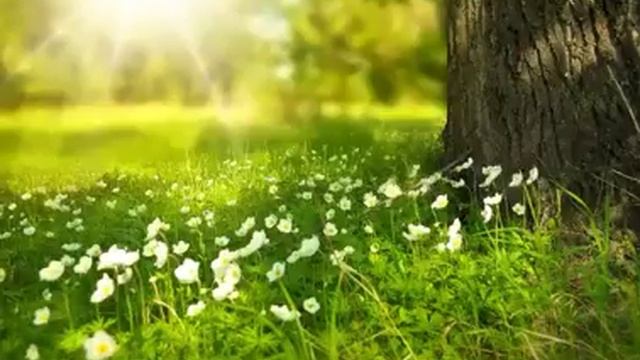 Relaxing Music - Grassy view смотреть онлайн
