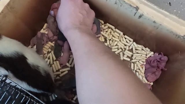 Такого количества детей я не ожидала увидеть!?//Нетипичная ферма смотреть онлайн