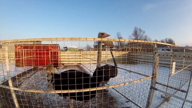 Провел переговоры насчет экскурсии смотреть онлайн