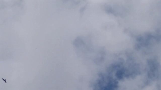 Орлы карлики,голуби в небе 5.09.2022г смотреть онлайн