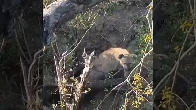 ГИЕНА УКРАЛА ДЕТЕНЫША ЛЕОПАРДА. смотреть онлайн