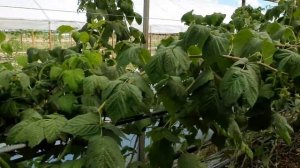 Ремонтантная малина.Битва лучших сортов малины. Раунд первый?