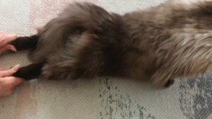 Упражнения на восстановление  ходьбы у кошек.