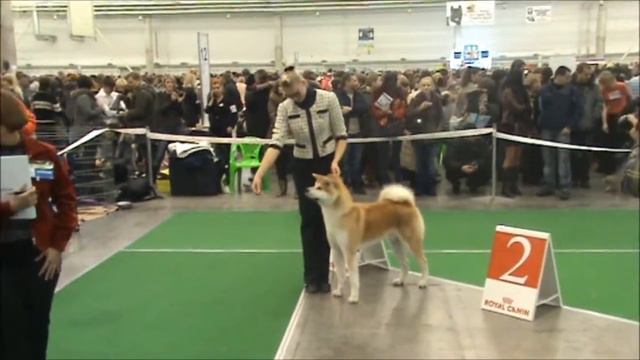 Киев 10.12.11 Akita-inu последние 8 мин..wmv смотреть онлайн