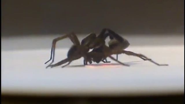 Wolf spider Schizocosa ocreata courtship and copulation смотреть онлайн
