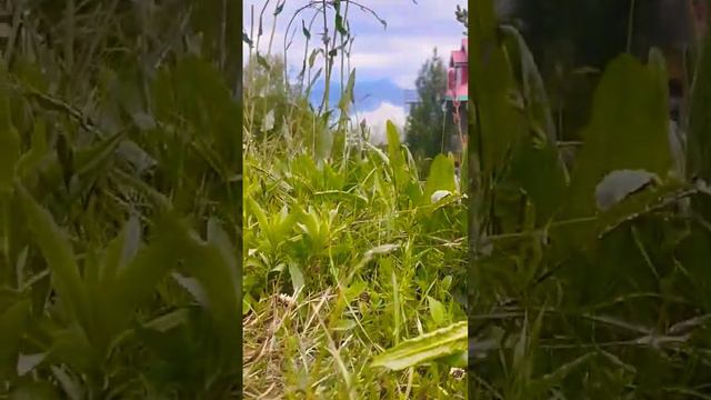 #nature #subscribemychannel #mountain #travel #life смотреть онлайн