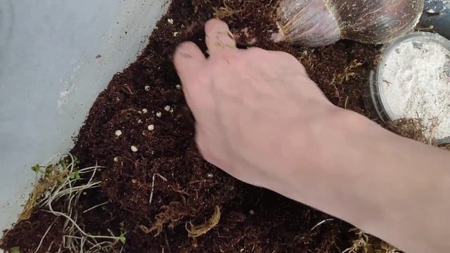 Снова кладка.#ахатины #улитки #ахатинафулика #африканскаяулитка