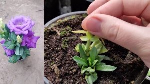 Эустома как "многолетнее" растение