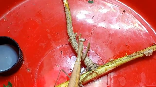 Как отличить самку от самца??? Мои богомолы смотреть онлайн