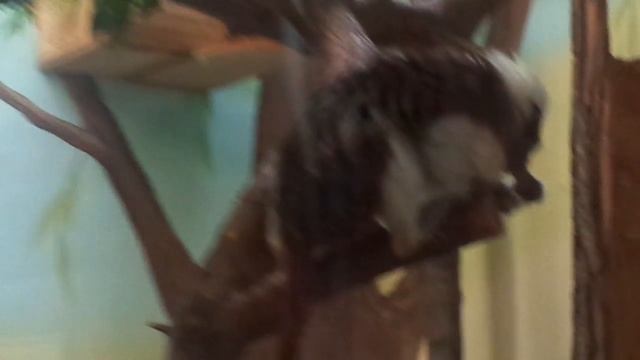 Сайминри-эквилибристка и тамарин-едок) смотреть онлайн