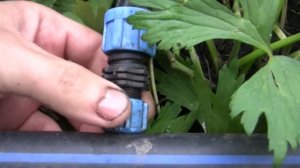 Удобный капельный полив.