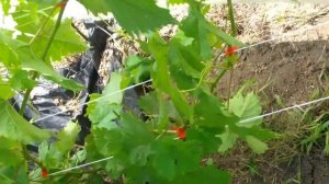 Виноград . Амурский прорыв. Один. Уход за кустом двухлеткой.Август.