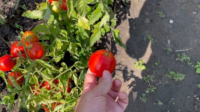 Томат №1 для ленивых дачников. Сорт САНЬКА дает урожай в полевых условиях. смотреть онлайн