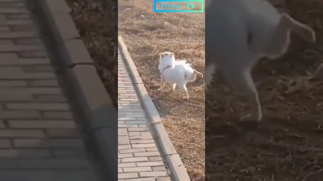 #Shorts Сама Грация. Я такая какая есть. Милая собачка. смотреть онлайн