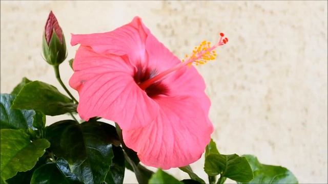 Гибискус коралловый Канкан (Cancun)