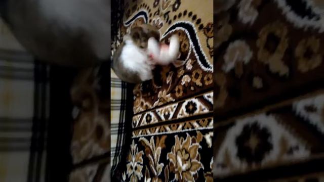 Борьба собаки и медведя смотреть онлайн