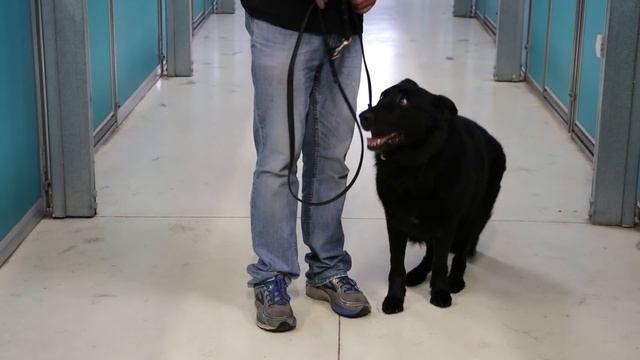 Real Life Obedient Dog Training | Abba Dog Kennels & Training