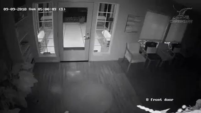 Медведь, уходя от полицейских, попытался проникнуть в стоматологическую клинику смотреть онлайн