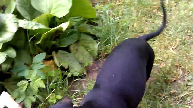 такса ушла по делам смотреть онлайн