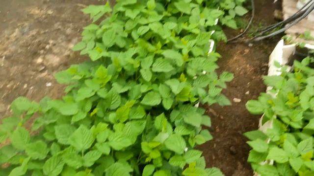 Саженцы малины и ежевики на отправку смотреть онлайн